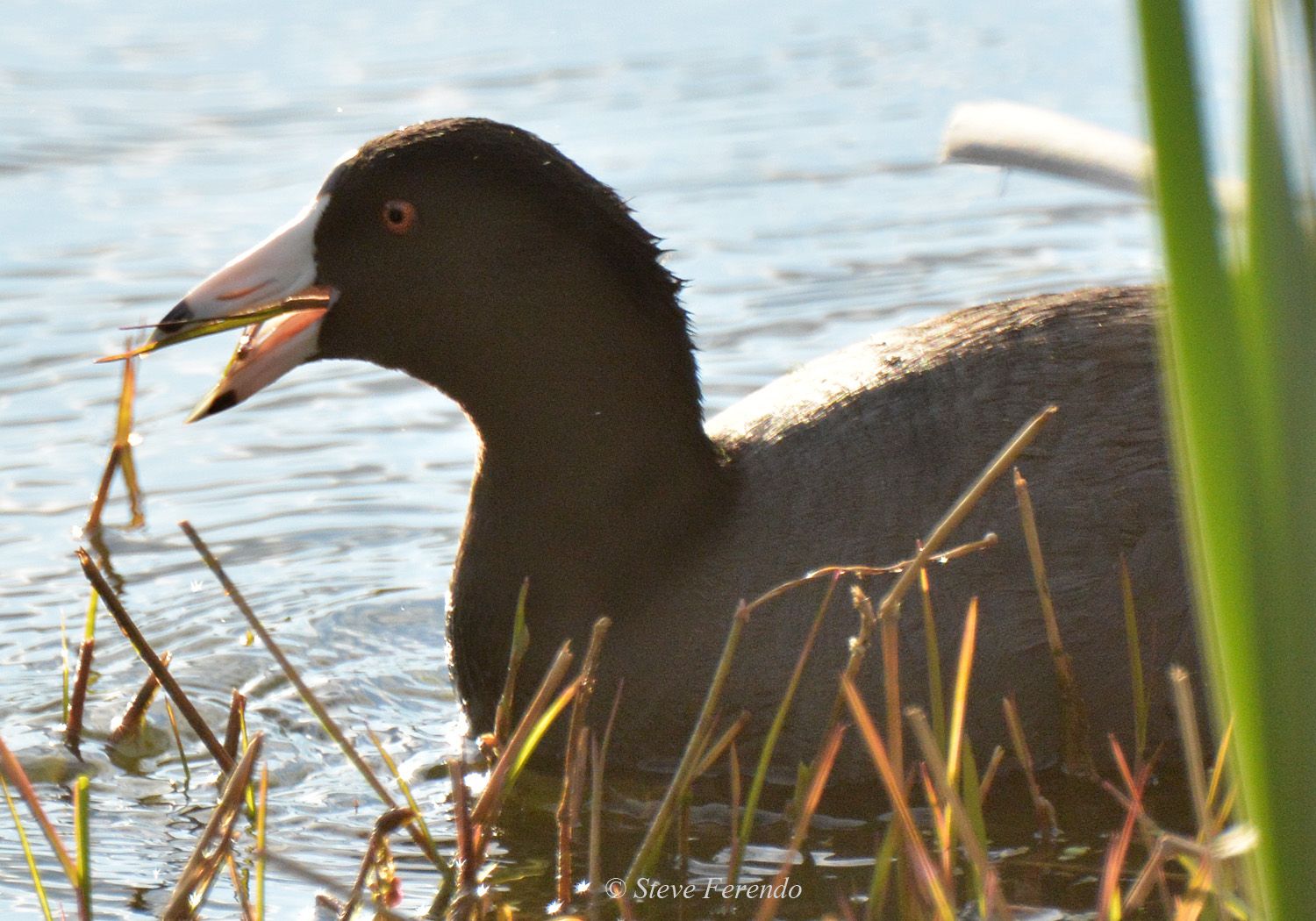 "Natural World" Through My Camera American Coot
